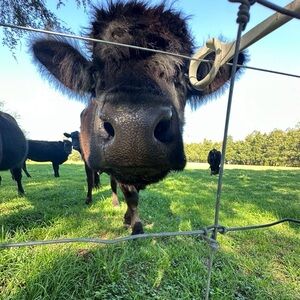 Meet your Posher, Abigail